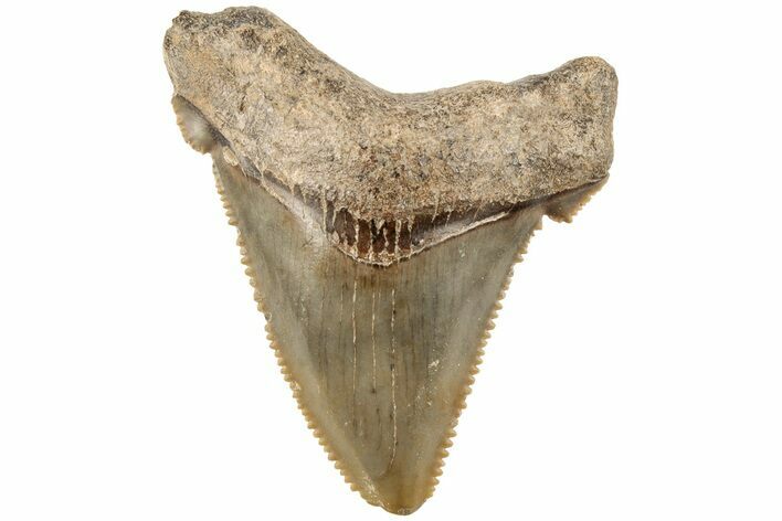 1.85" Serrated Angustidens Tooth - Megalodon Ancestor